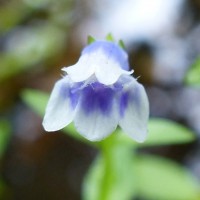 Lindernia hyssopioides (L.) Haines